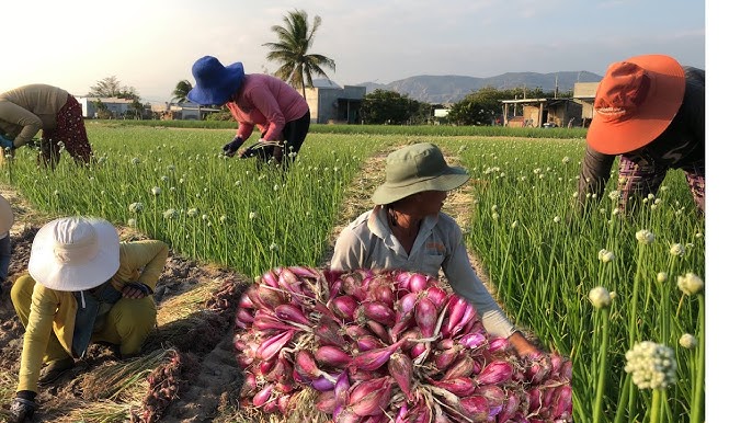 Phạm Thị Mới: Hành trình CEO Sóc Trăng nâng tầm đặc sản OCOP